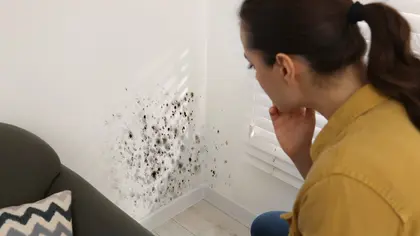Plijesan na zidu